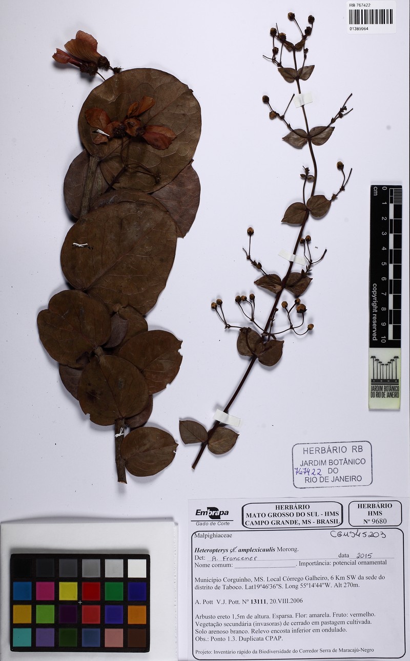 Heteropterys amplexicaulis photo 5