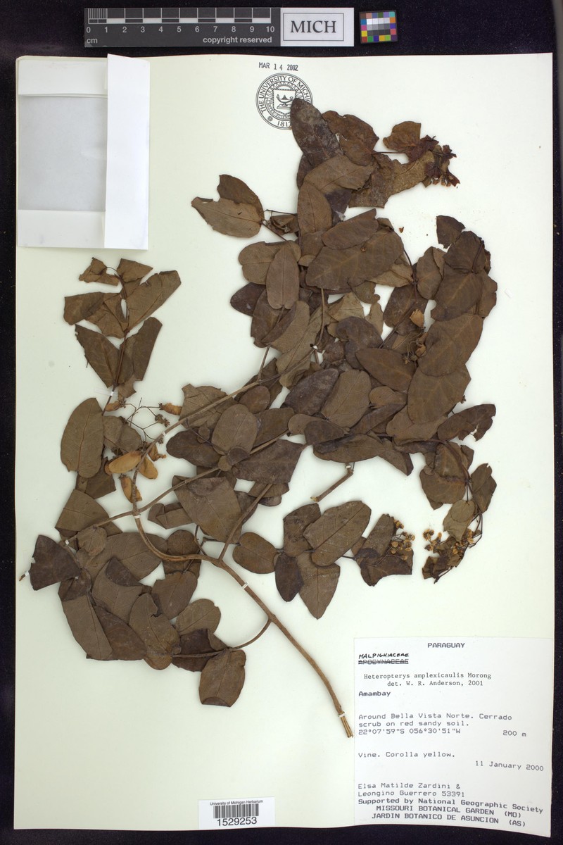 Heteropterys amplexicaulis photo 6