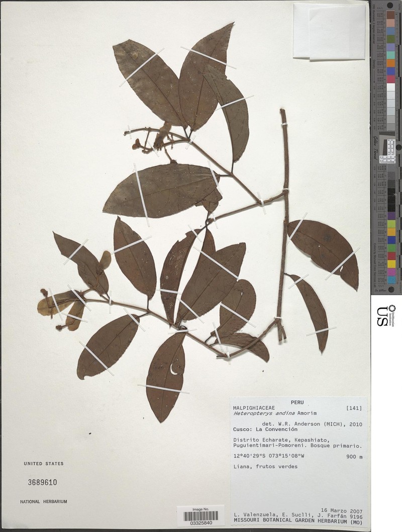 Heteropterys andina