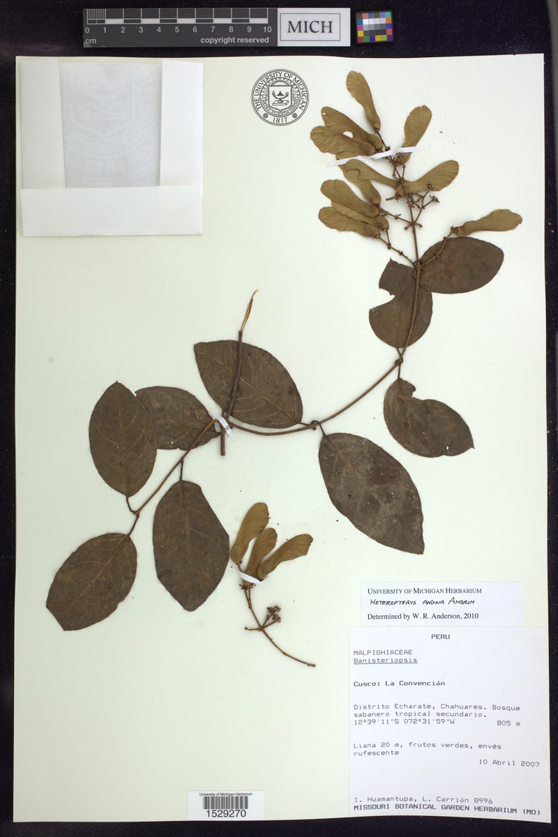 Heteropterys andina photo 3