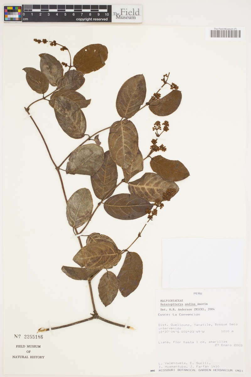 Heteropterys andina photo 4