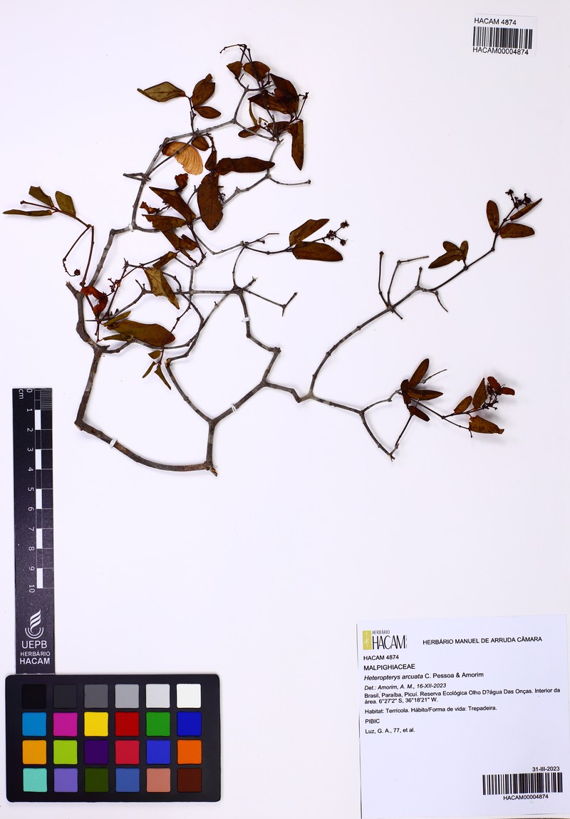 Heteropterys arcuata