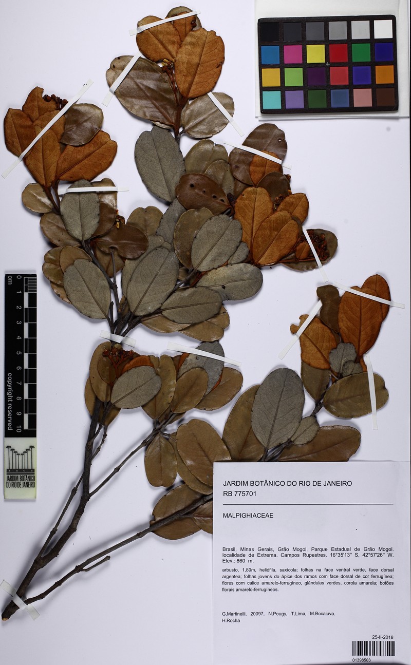 Heteropterys arenaria photo 2