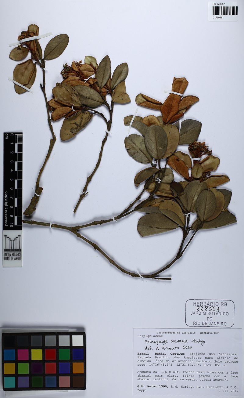 Heteropterys arenaria photo 3