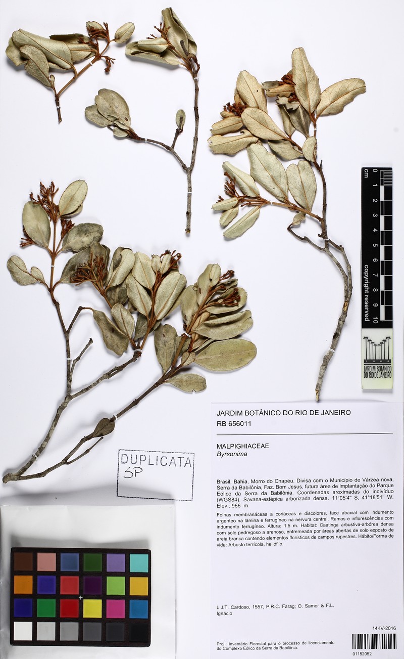 Heteropterys arenaria photo 4
