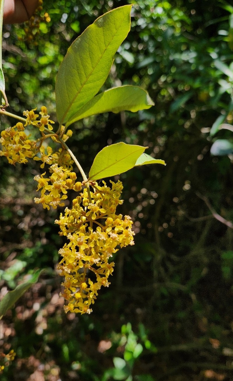 Heteropterys argyrophaea