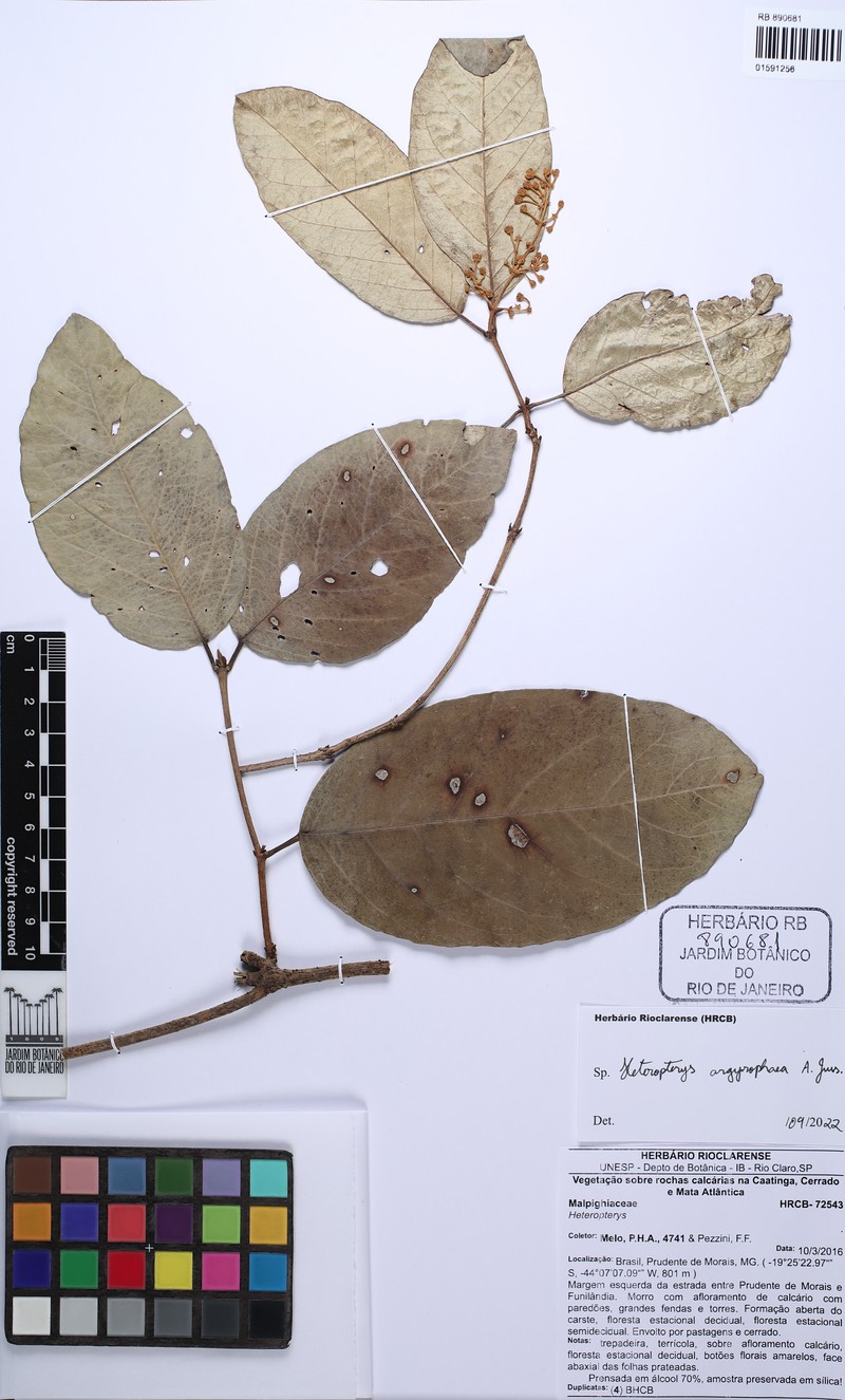 Heteropterys argyrophaea photo 2