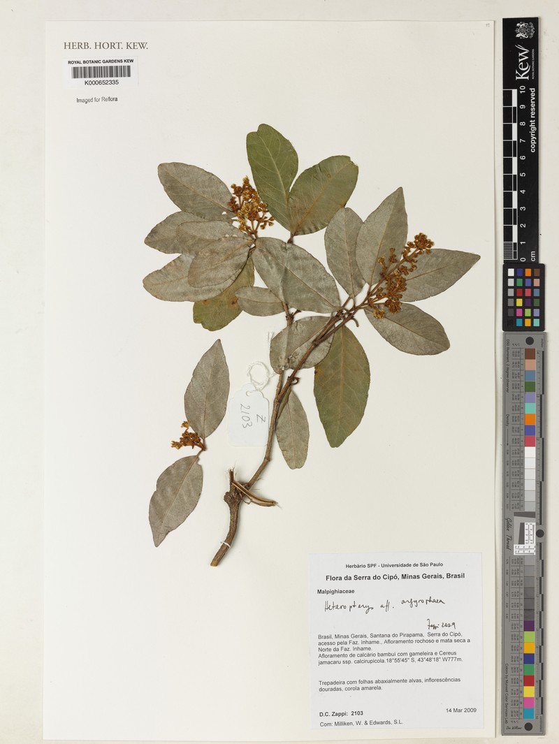 Heteropterys argyrophaea photo 3