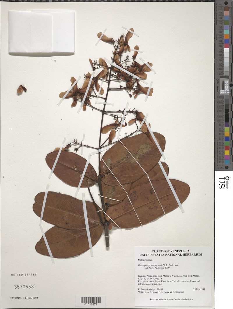Heteropterys atabapensis