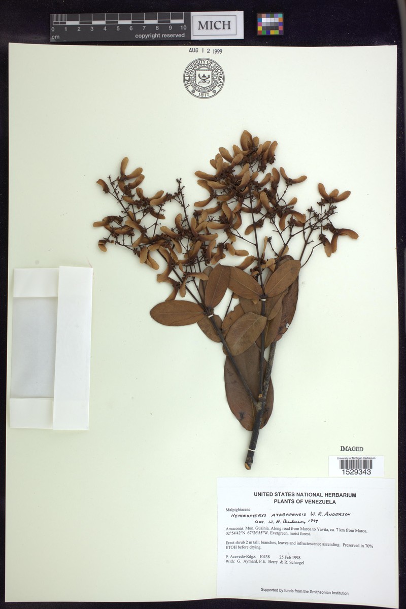 Heteropterys atabapensis photo 2