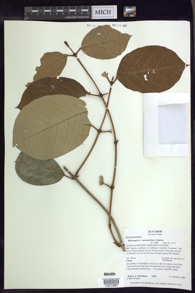 Heteropterys aureosericea photo 2