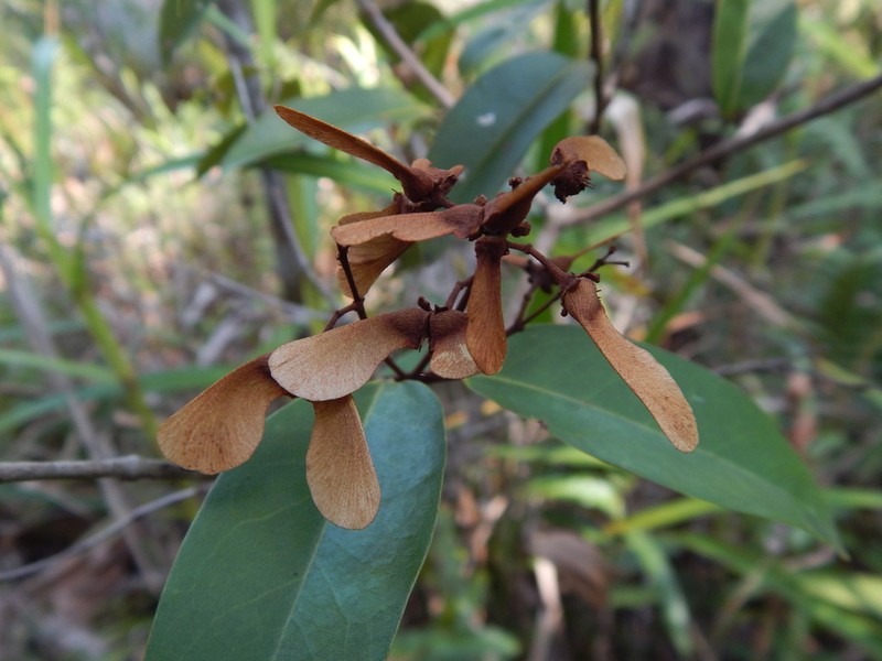 Heteropterys ayacuchensis