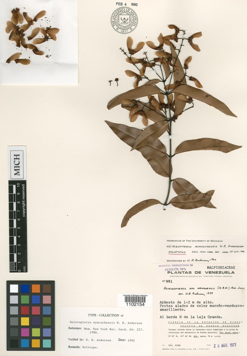 Heteropterys ayacuchensis photo 2