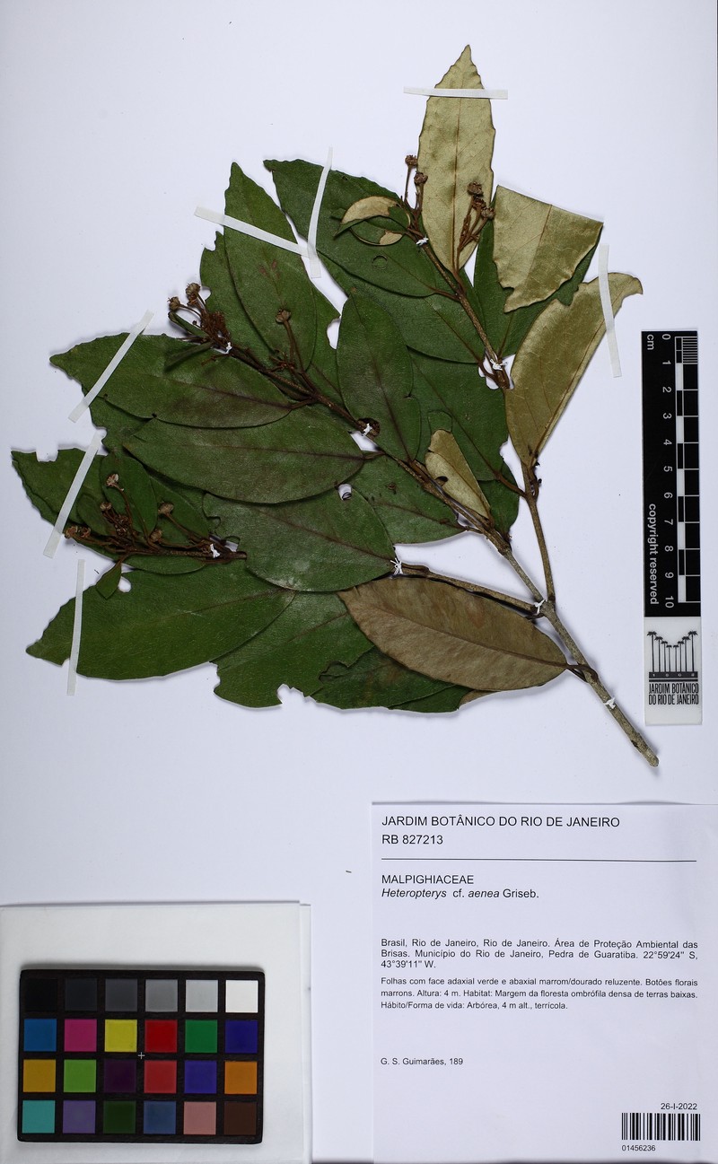 Heteropterys banksiifolia