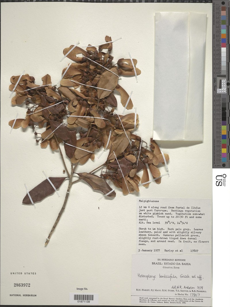 Heteropterys banksiifolia photo 2