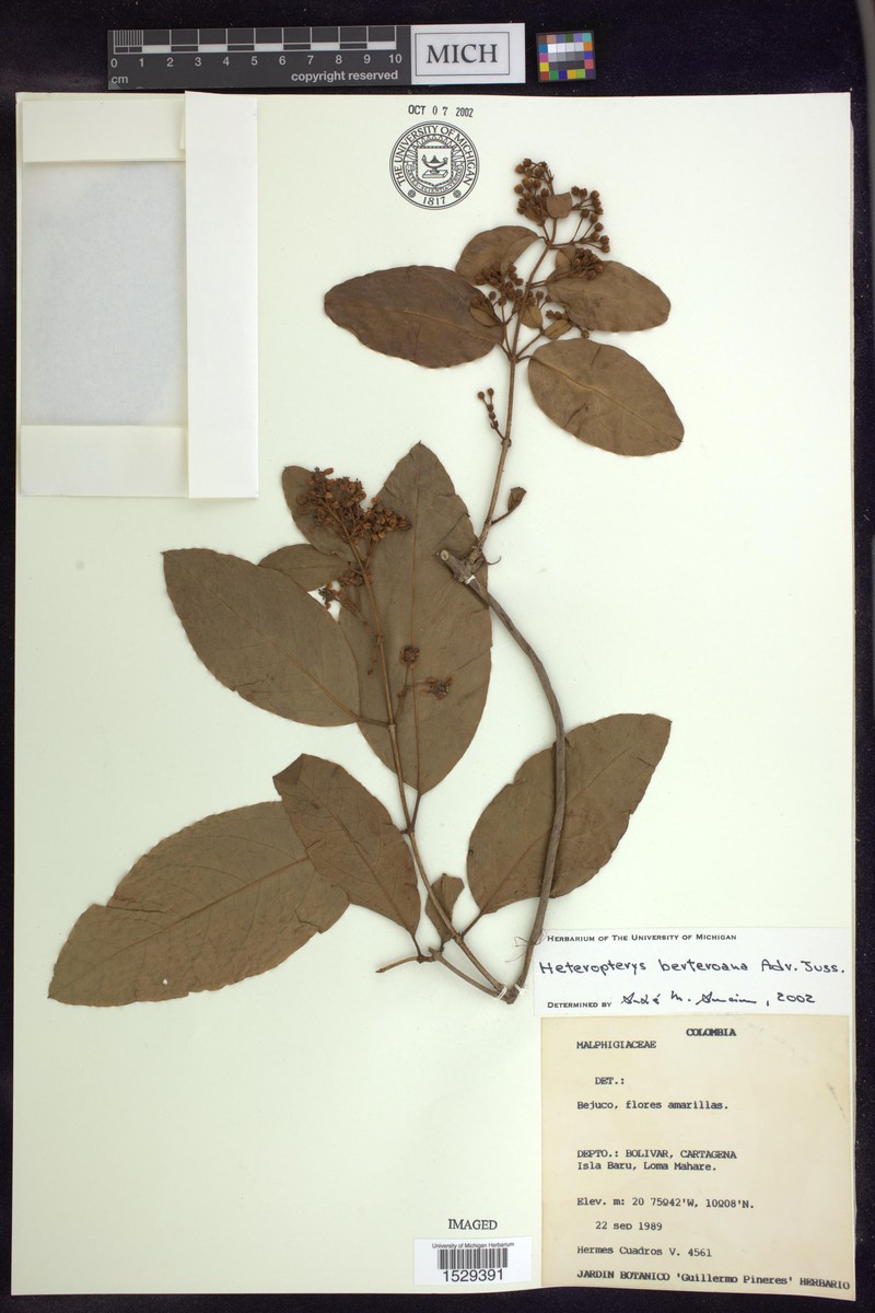 Heteropterys berteroana