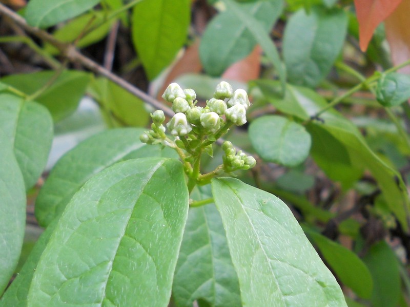 Heteropterys bicolor