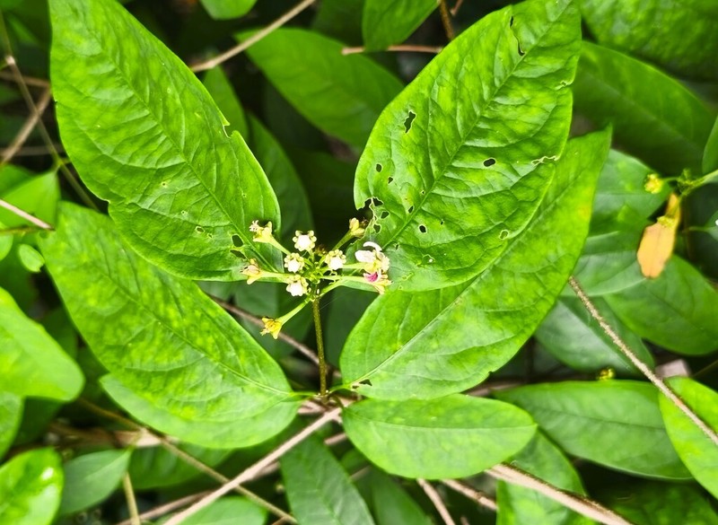 Heteropterys bicolor photo 2