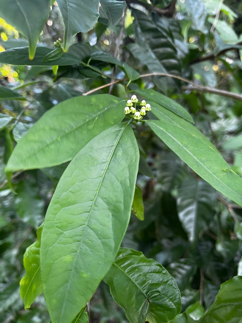 Heteropterys bicolor photo 3