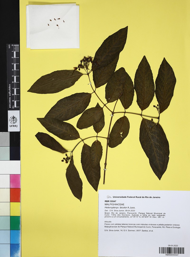 Heteropterys bicolor photo 5