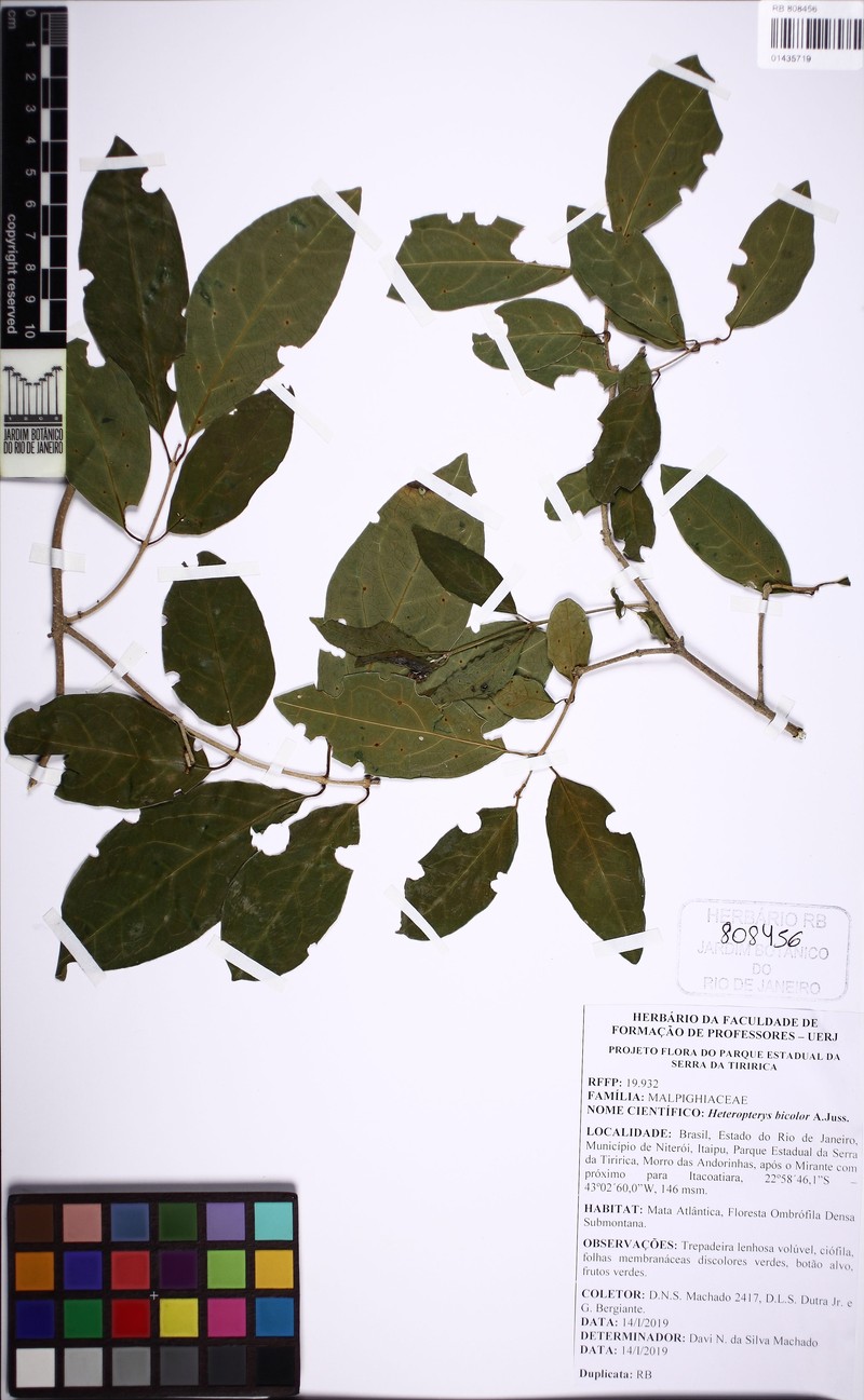Heteropterys bicolor photo 6