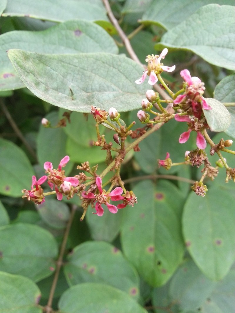 Heteropterys brachiata photo 2