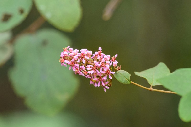 Heteropterys brachiata photo 6