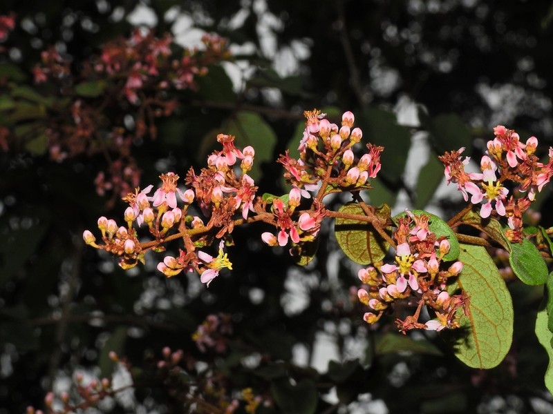 Heteropterys brachiata photo 8