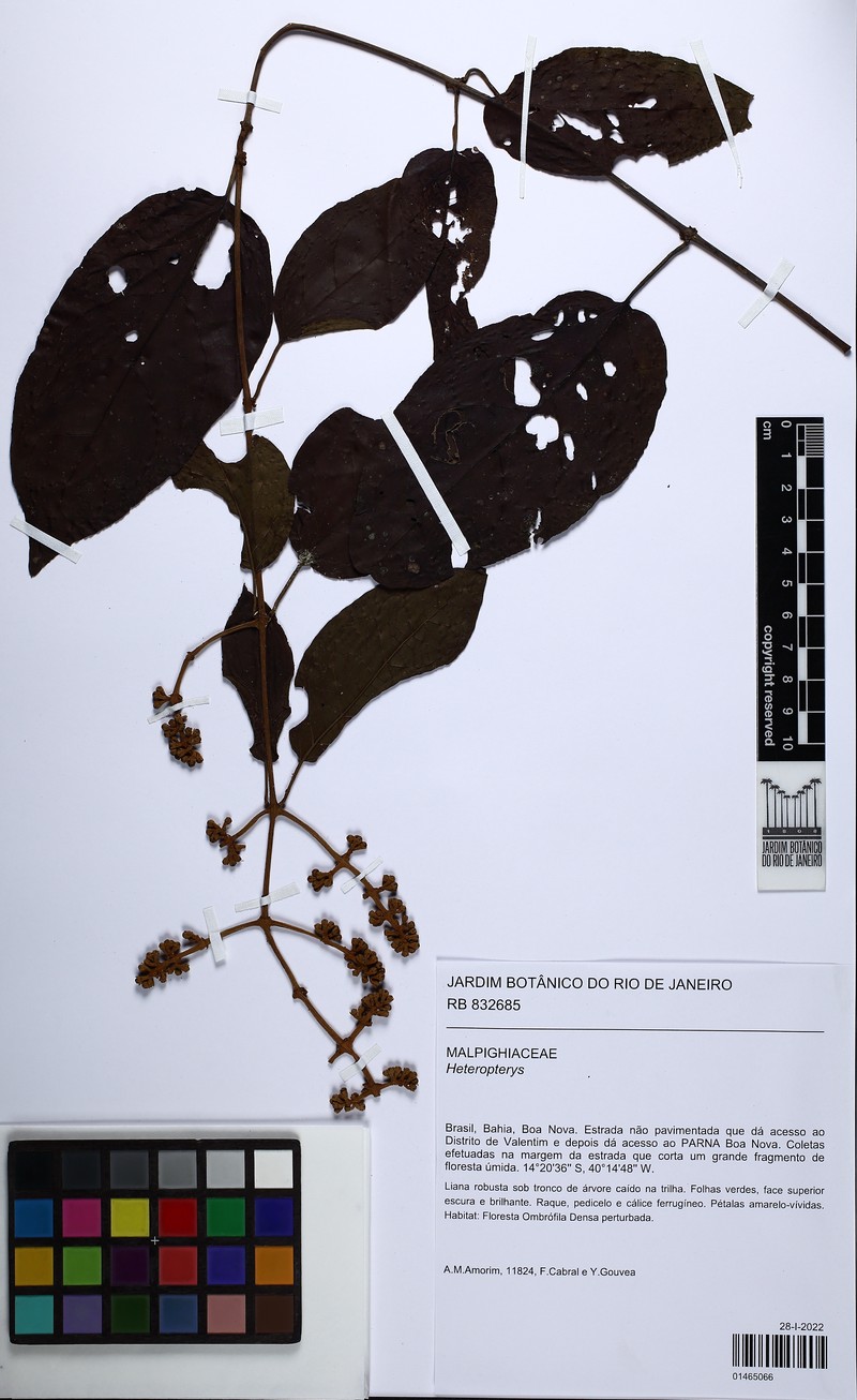 Heteropterys bullata