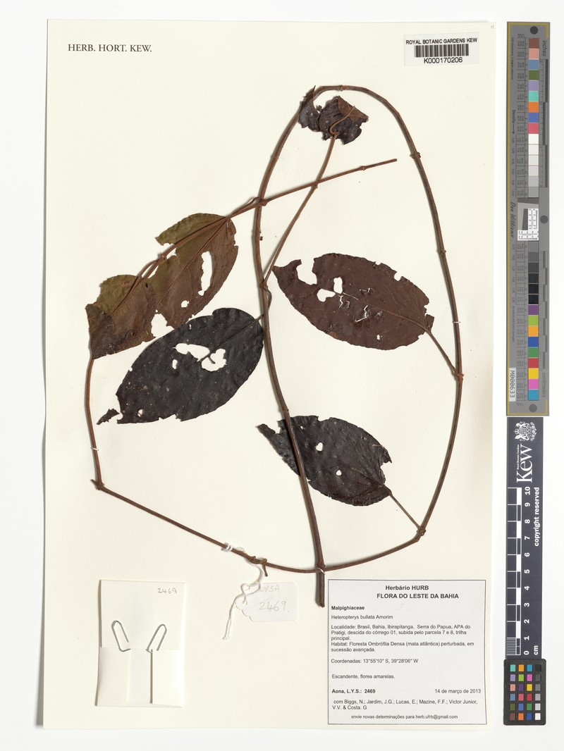 Heteropterys bullata photo 2
