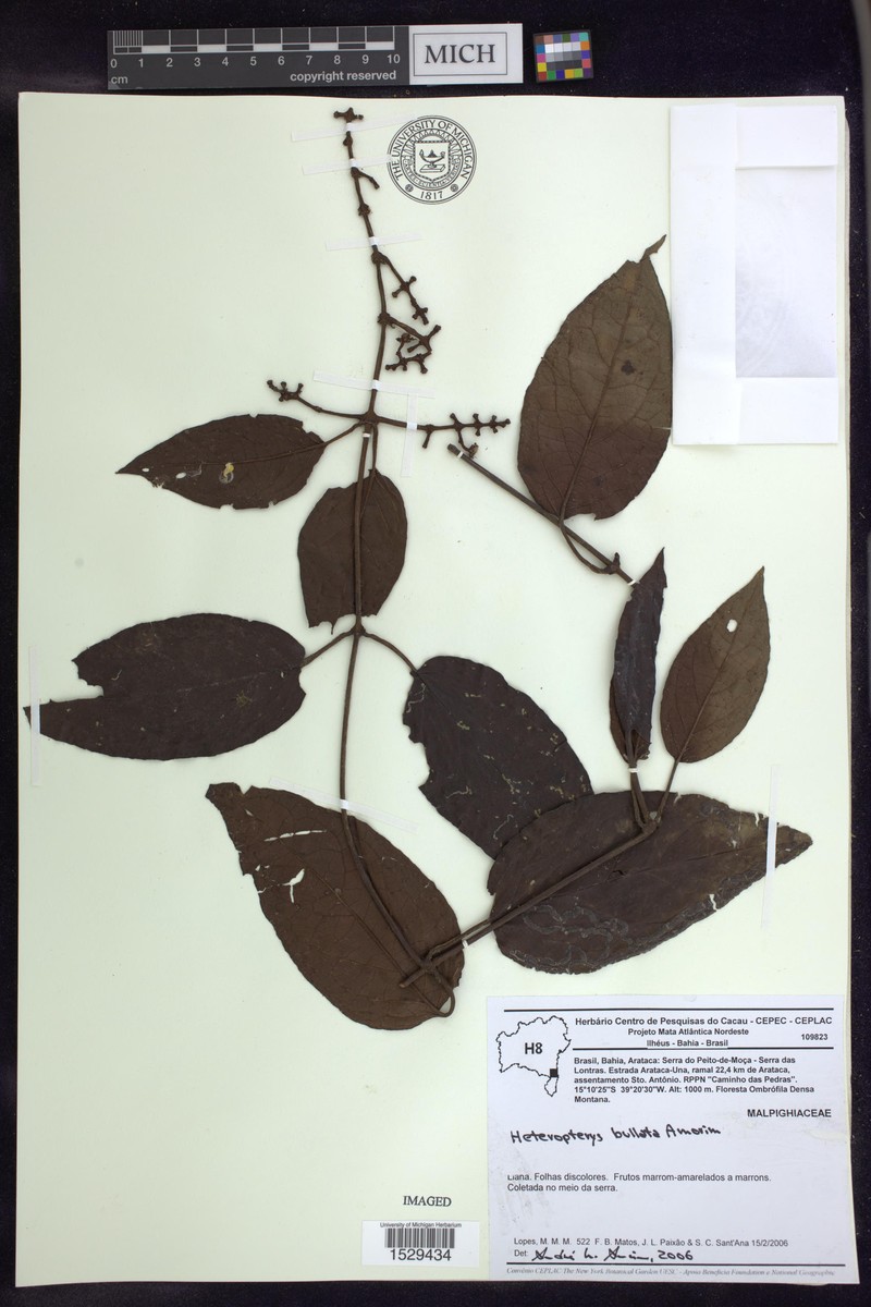 Heteropterys bullata photo 3