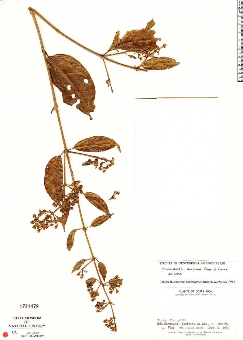 Heteropterys buricana