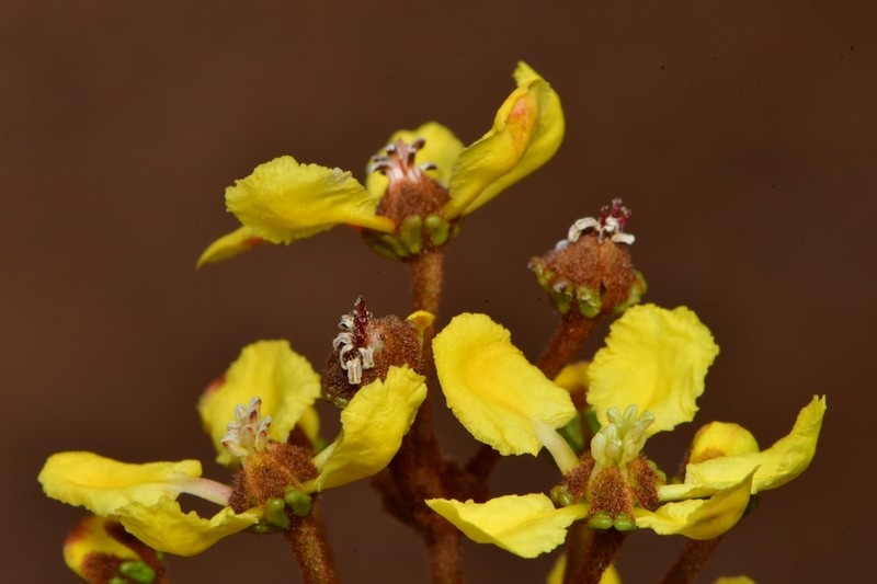 Heteropterys byrsonimifolia
