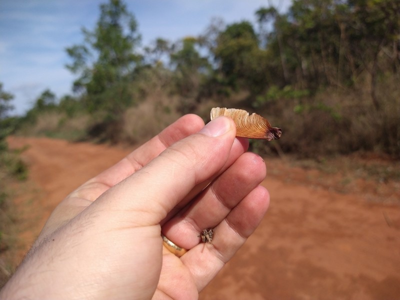 Heteropterys byrsonimifolia photo 3