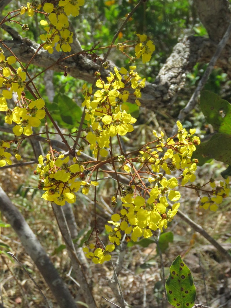 Heteropterys byrsonimifolia photo 4