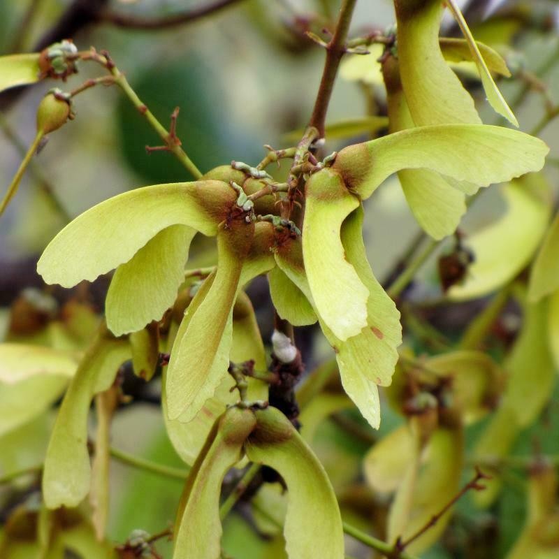 Heteropterys byrsonimifolia photo 5