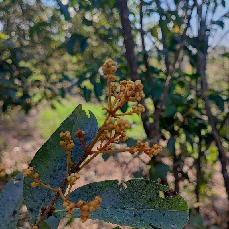 Heteropterys byrsonimifolia photo 7