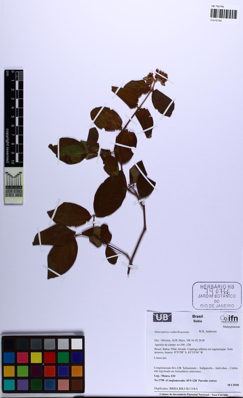 Heteropterys caducibracteata