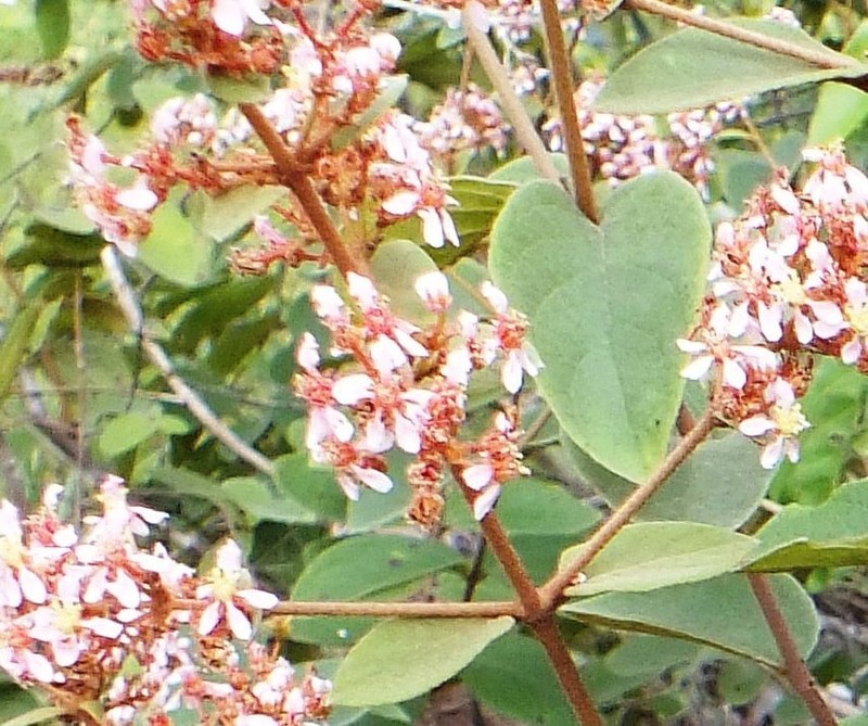 Heteropterys campestris