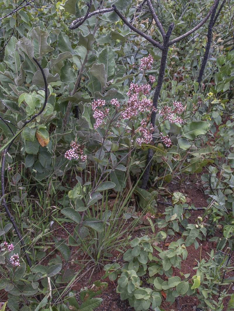 Heteropterys campestris photo 2