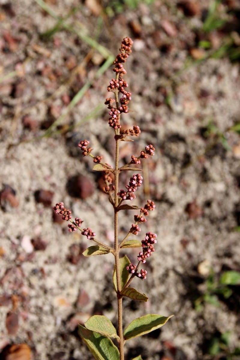 Heteropterys campestris photo 3