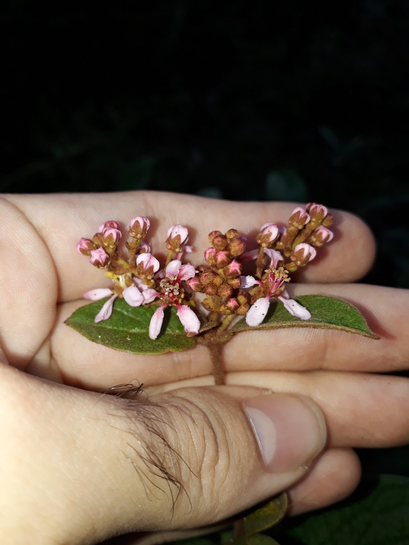 Heteropterys campestris photo 5