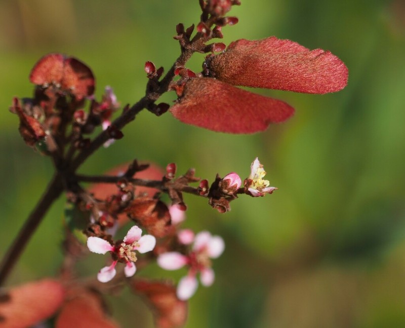 Heteropterys campestris photo 6