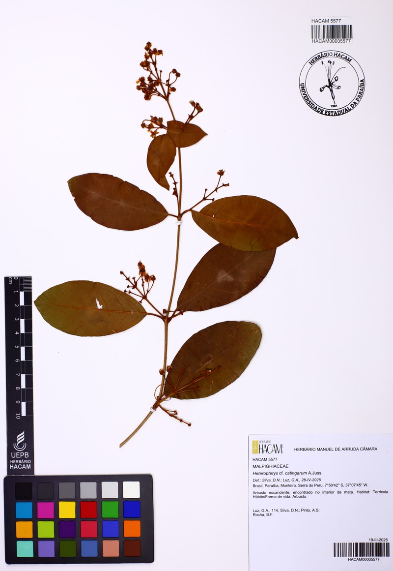 Heteropterys catingarum photo 5
