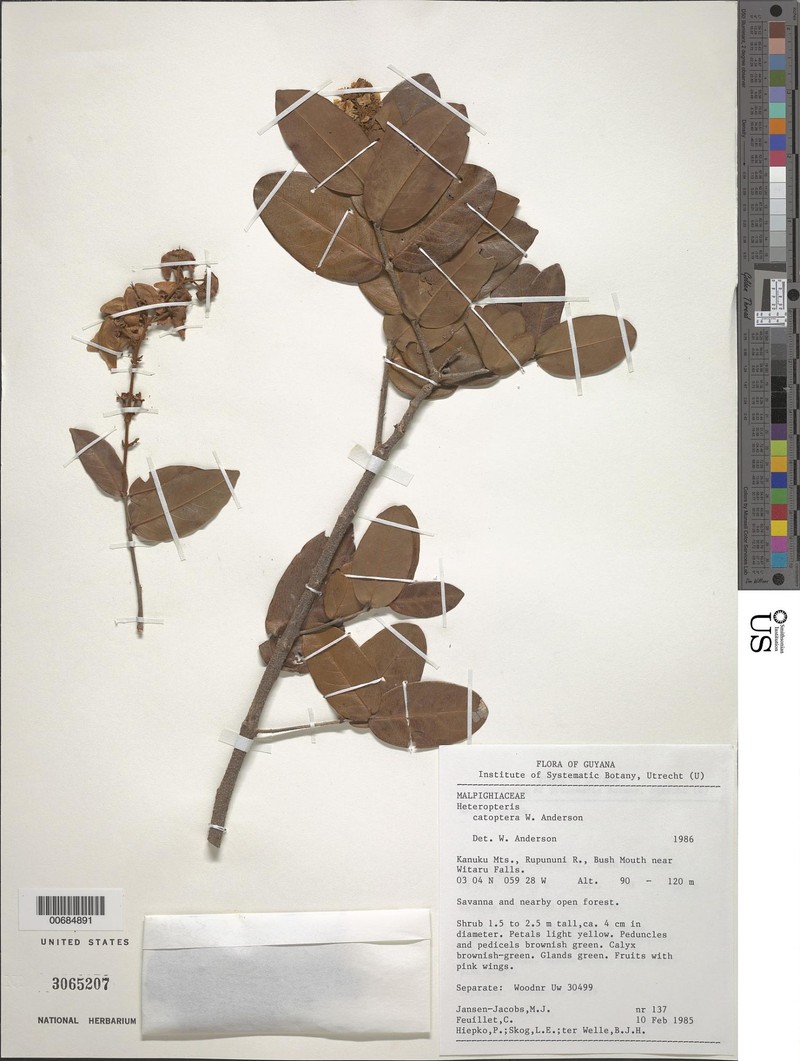 Heteropterys catoptera