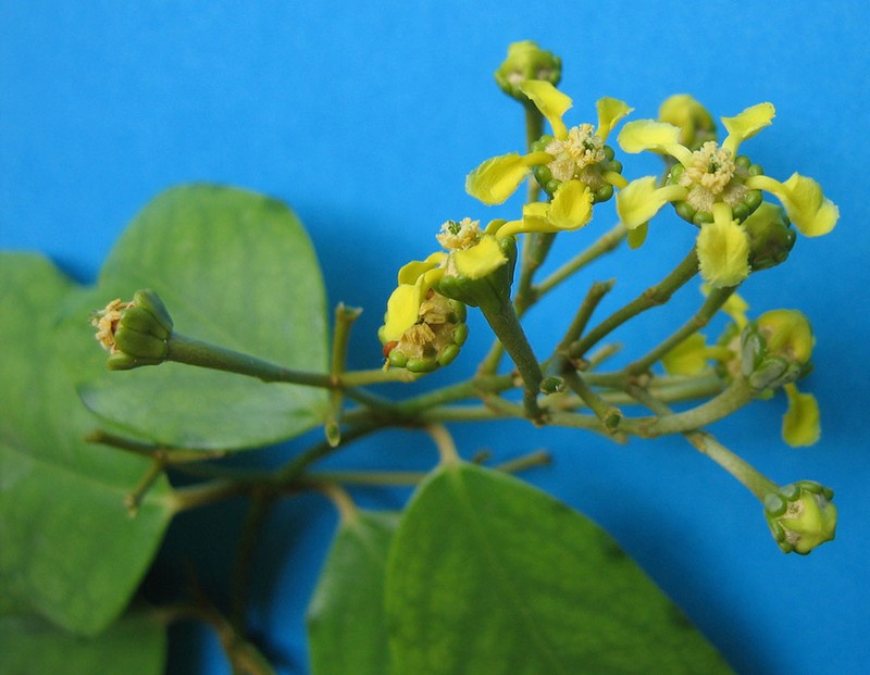 Heteropterys chrysophylla