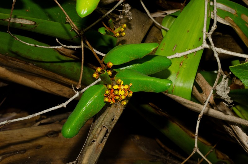Heteropterys chrysophylla photo 2