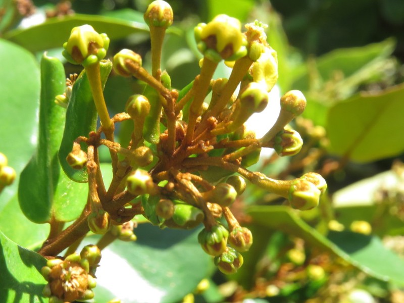 Heteropterys chrysophylla photo 3