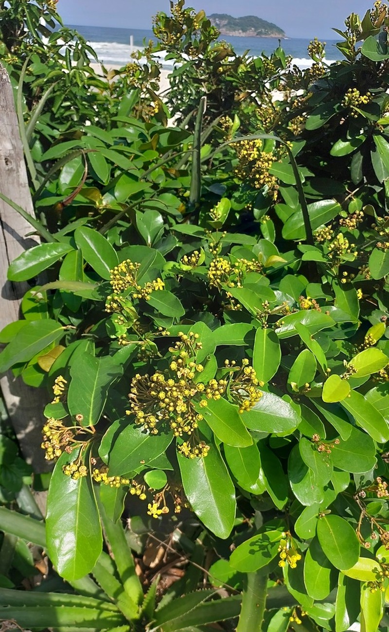 Heteropterys chrysophylla photo 4
