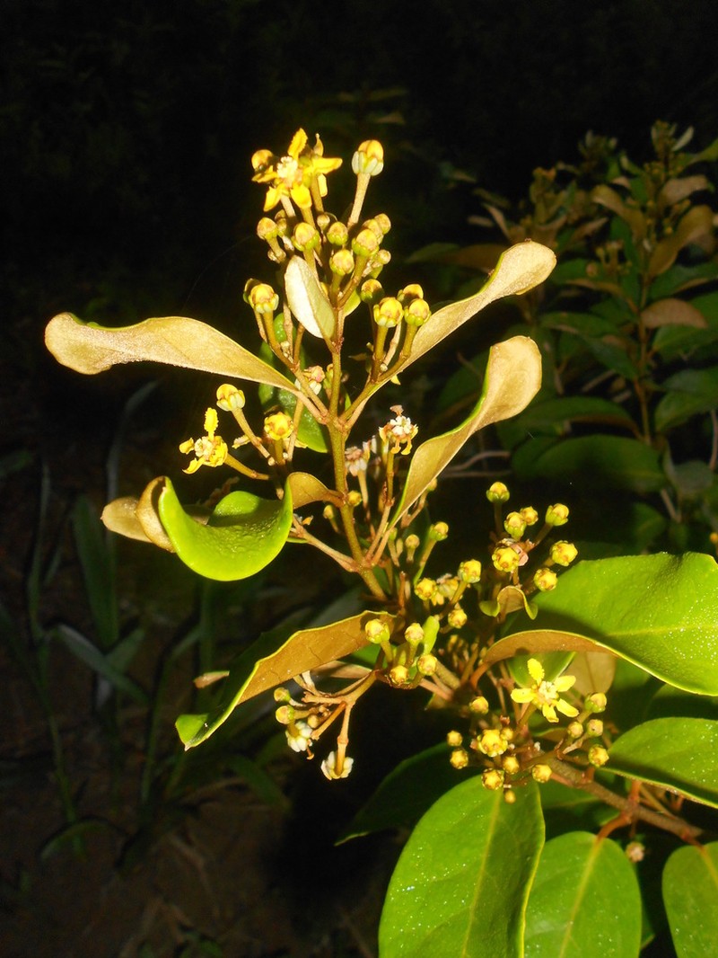 Heteropterys chrysophylla photo 5